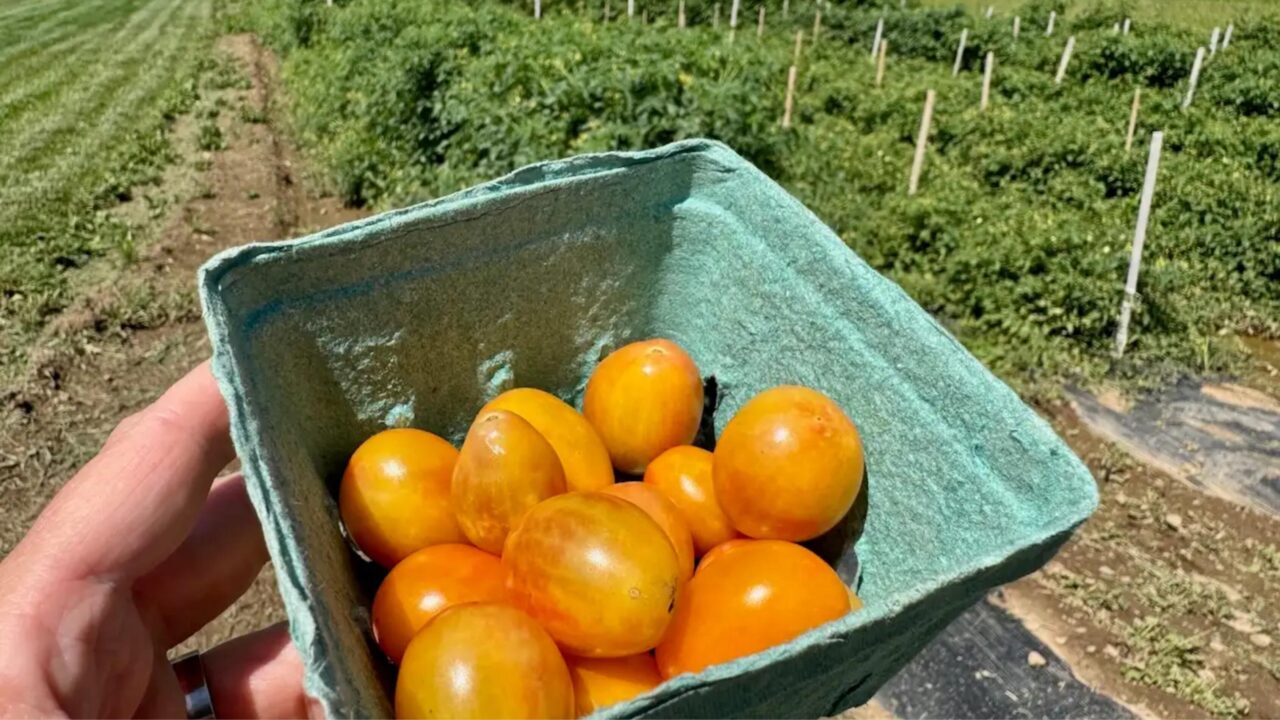 Rutgers' new Scarlet Sunrise grape tomatoes