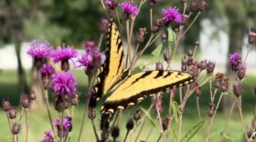Pollinators and Pesticides: What Gardeners Should Know Before Buying Nursery Plants