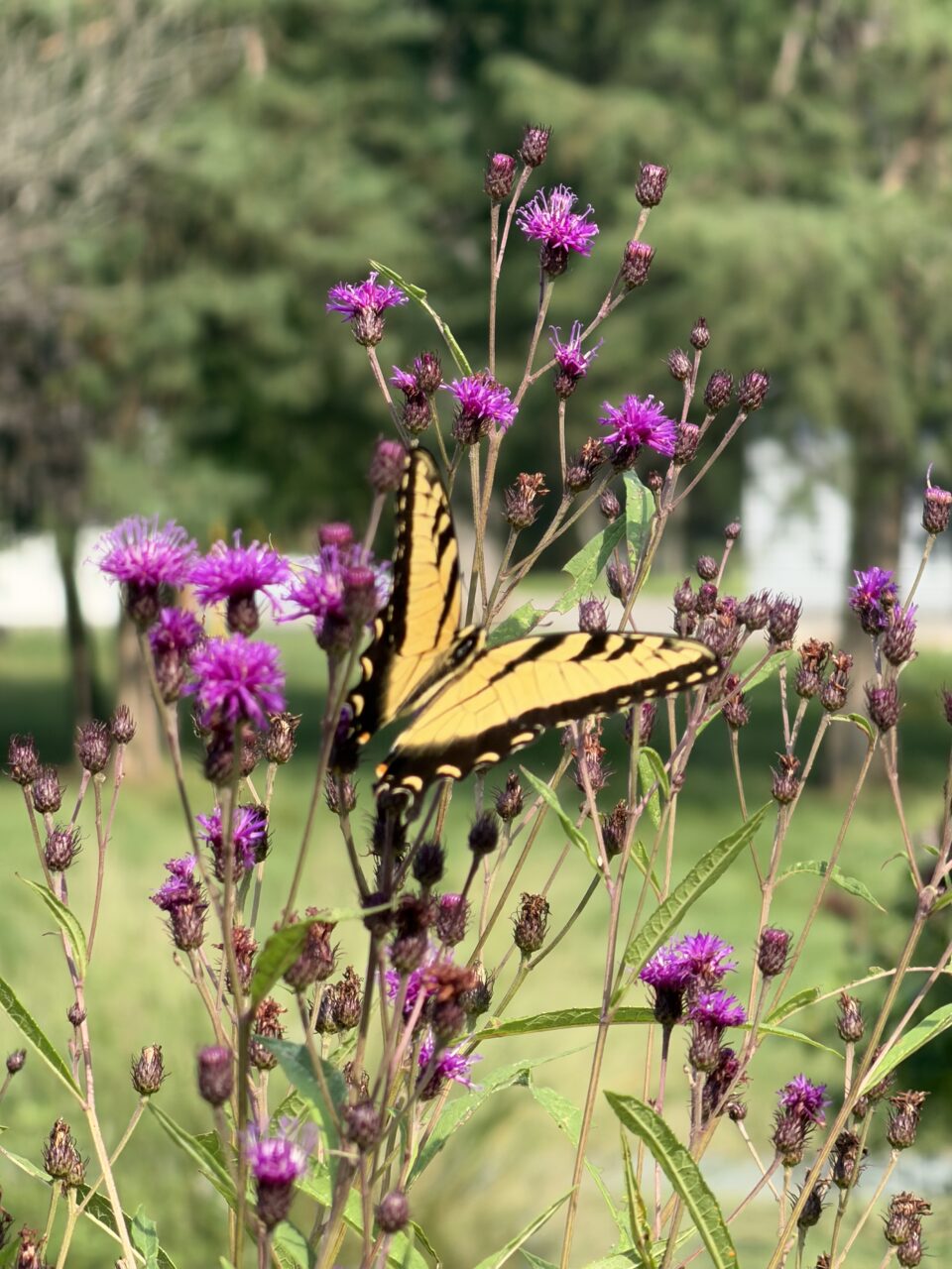 New York Ironweed with an Eastern Tiger Swallowtail butterfly
