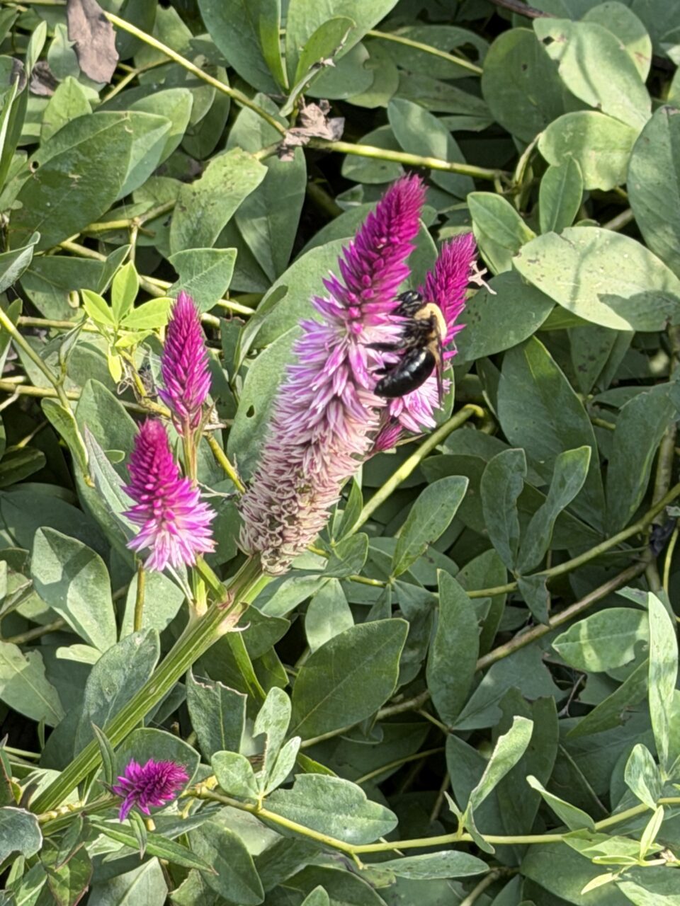 Plumed Cockscomb with a Carpenter Bee