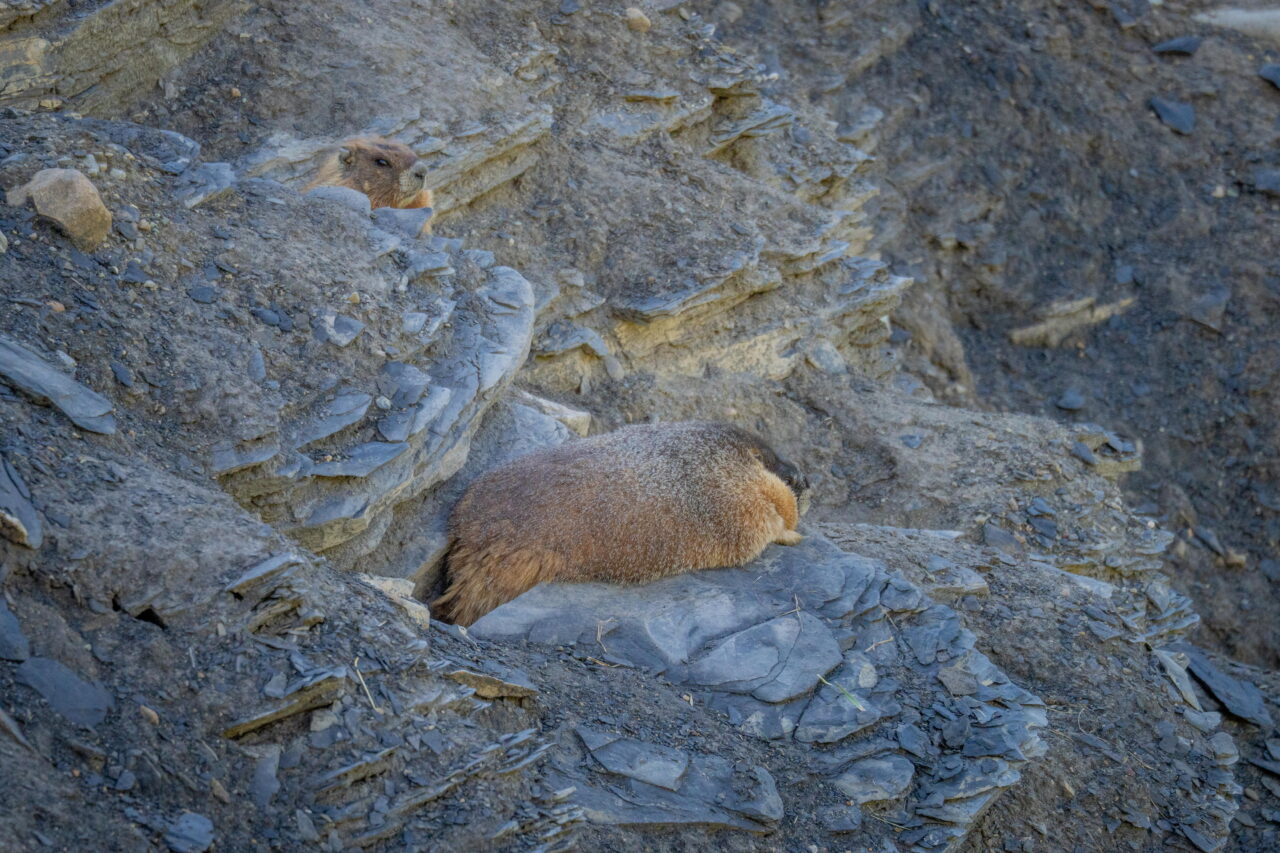 The first ever Fat Marmot Week ends on August 30, 2026.