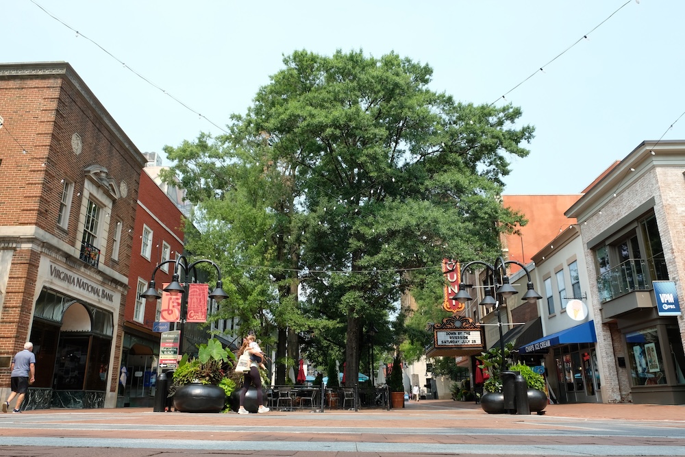 Failed child support IT overhaul, Native American summer camps and childhood vaccines 3 A large tree with green leaves is seen in the center of the Charlottesville Downtown Mall. It is surrounded by buildings on both sides, with streetlamps next to it.