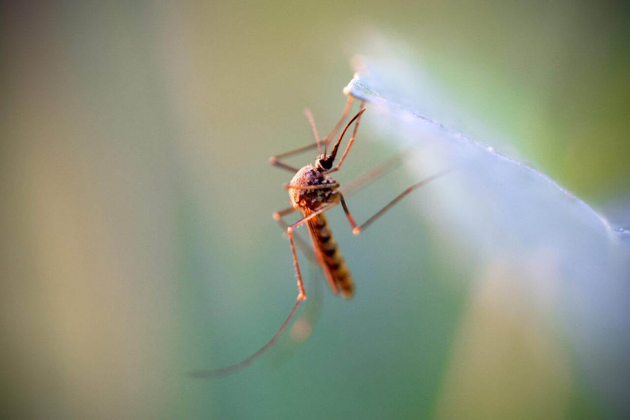 A mosquito rests on a leaf. Virginia Beach has detected high West Nile virus activity in local mosquito samples this season.