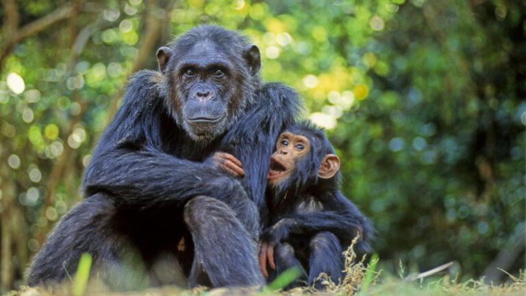 Chimp convalescence, ant amputation: the wild world of animal doctors