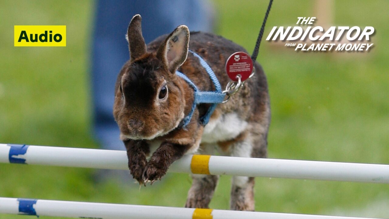 A rabbit jumps over a hurdle at an obstacle course.