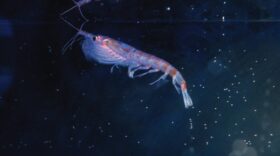 Tiny krill are turning up in deep-sea hydrothermal vents. Scientists want to know why