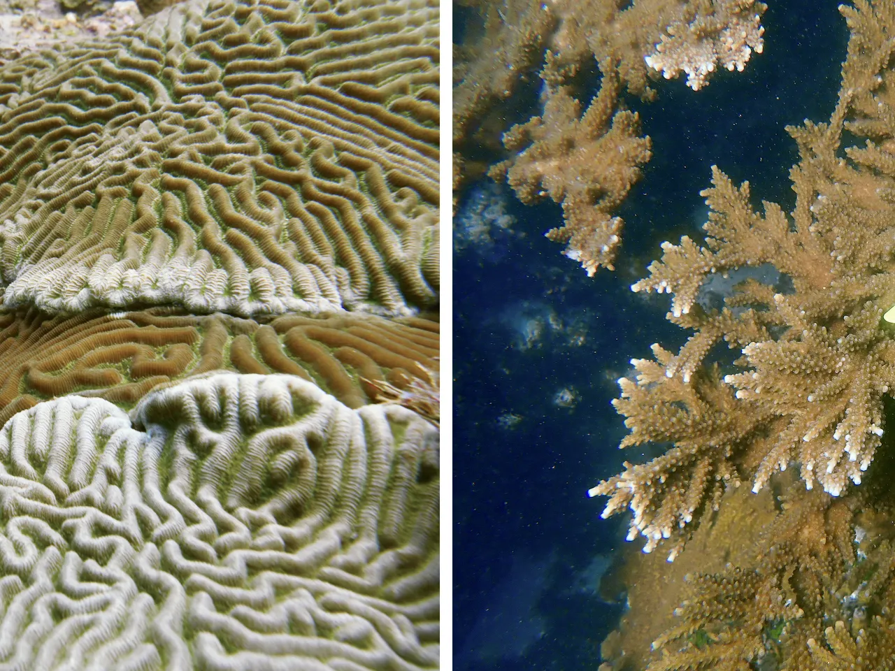 Florida reefs are in trouble. Could the answer lie in coral from the Caribbean? 1 Brain coral, left, and endangered elkhorn coral on a reef near Tela, Honduras, grow in water where temperatures hover around 88 degrees.