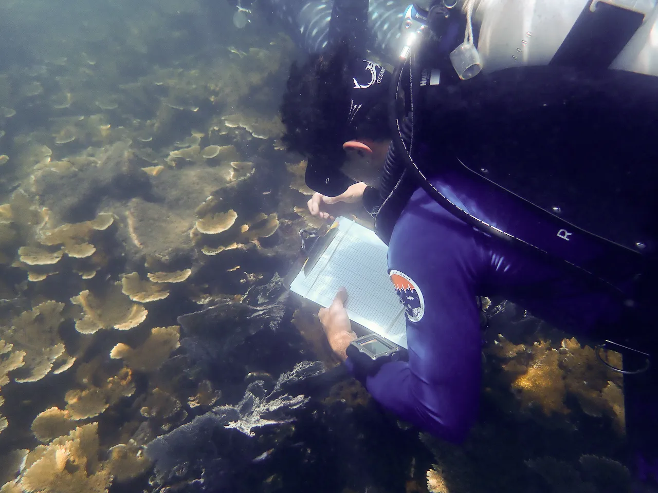 Florida reefs are in trouble. Could the answer lie in coral from the Caribbean? 3 Fabrizio Conejo, a PhD student in Andrew Baker's lab, takes notes on elkhorn found on a Honduran reef.
