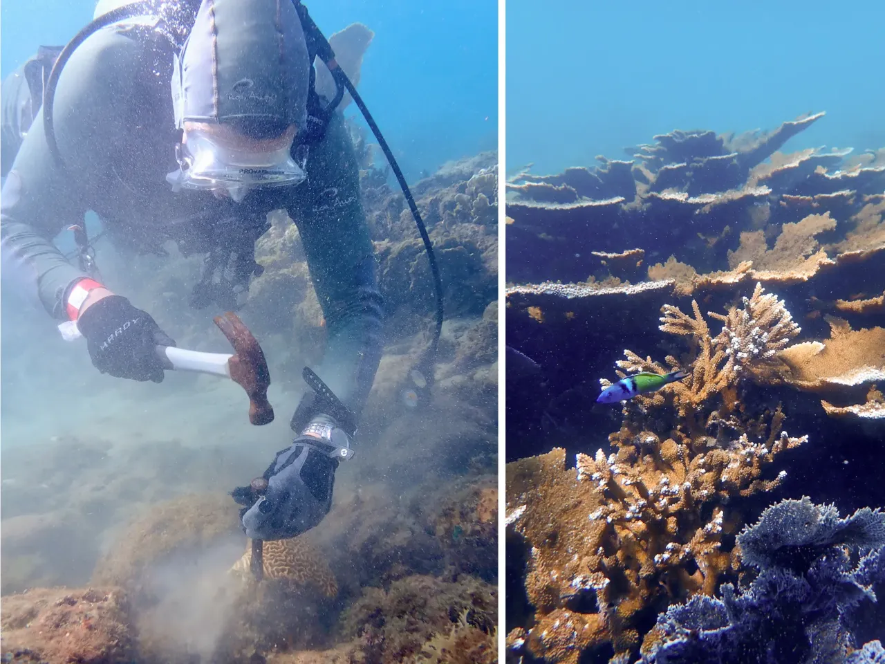 Florida reefs are in trouble. Could the answer lie in coral from the Caribbean? 4 Andrew Baker, left, removes coral from a reef near Tela, Honduras. Healthy elkhorn coral, right, are critically endangered around the world.