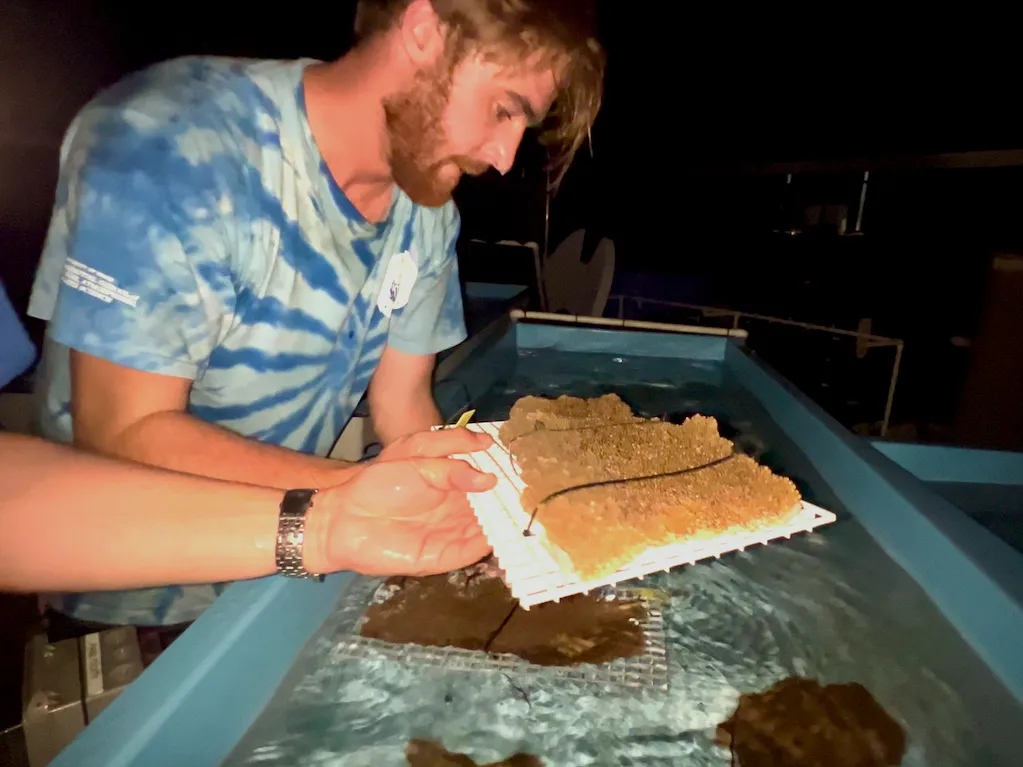 Florida reefs are in trouble. Could the answer lie in coral from the Caribbean? 6 Coral Reef Futures Lab Manager Cameron McMath places places elkhorn coral into an outdoor runway tank to get acclimated after the trip from Honduras.