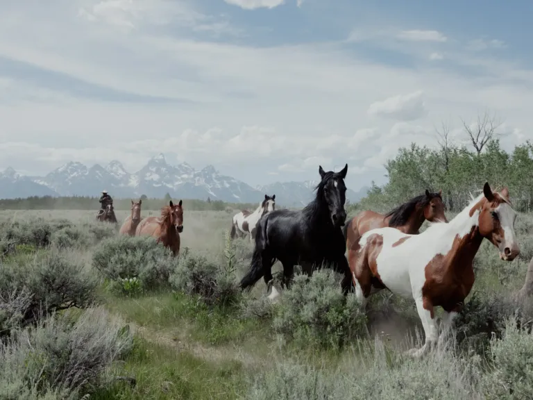 Wyoming offers to sell land to Grand Teton park — or it could go to developers