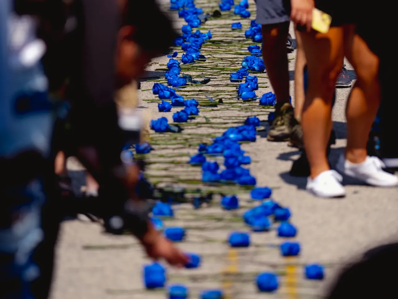 Demonstrators lay a thousand blue roses along Canfield Drive, the site where Michael Brown Jr. was killed.