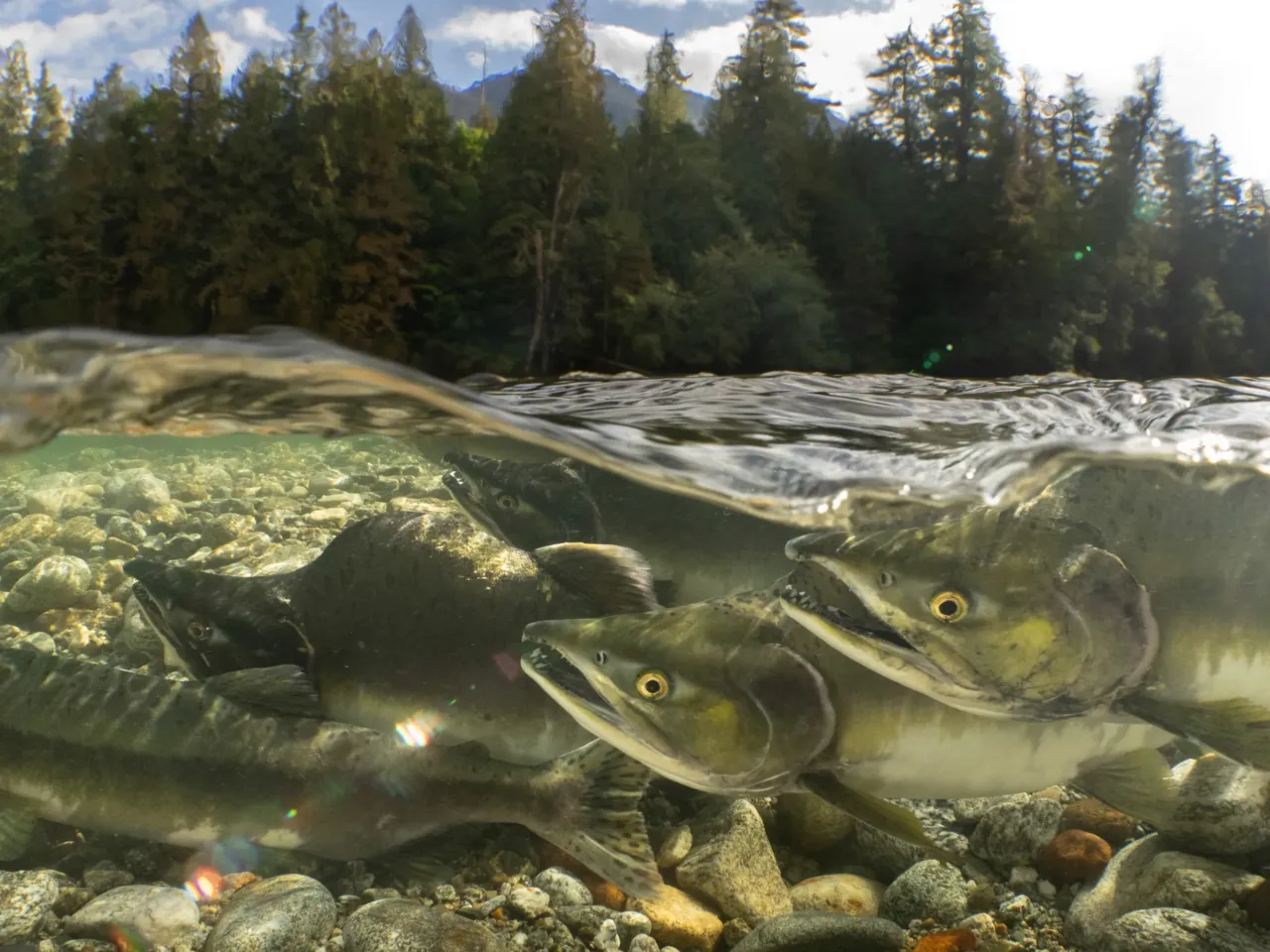A photographer captures life in America’s last remaining old-growth forests 1 A group of pink salmon return home to the waters where they were born, bringing with them a pulse of nutrients that helps drive stream and forest ecosystems. From old-growth trees to aquatic insects, hundreds of species rely on the large amount of marine-derived nutrients that salmon provide. As salmon numbers have declined throughout the Pacific Northwest, this important ecological resource has been lost from many forest and river environments in the region. It's now estimated that only 3-7% of the nutrients salmon deliver make it back into freshwater environments.