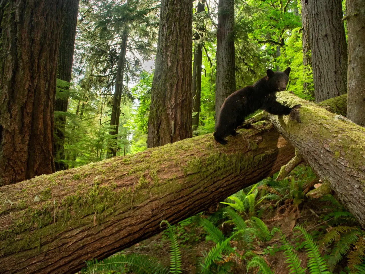 A photographer captures life in America’s last remaining old-growth forests 2 Climbing through an understory of fallen Douglas firs, a young black bear explores an old-growth forest in Oregon’s Coast Range. Researchers are finding that fallen trees, also known as “dead wood,” play an important role in forest ecosystems and influence everything from moisture and carbon storage to providing habitat for a number of species.