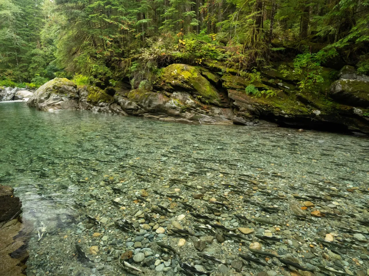 A photographer captures life in America’s last remaining old-growth forests 4 In the Pacific Northwest, it’s becoming increasingly difficult to experience large salmon runs that are similar to what was seen historically. The forests of the Pacific Northwest have some of the highest carbon storage potential of any forest type in the world. With certain tree species' ability to grow up to three times faster when supported by the nutrients salmon bring to a forest's ecosystem, it's believed that salmon restoration could be an important tool to help increase a forest’s ability to sequester carbon in the region.