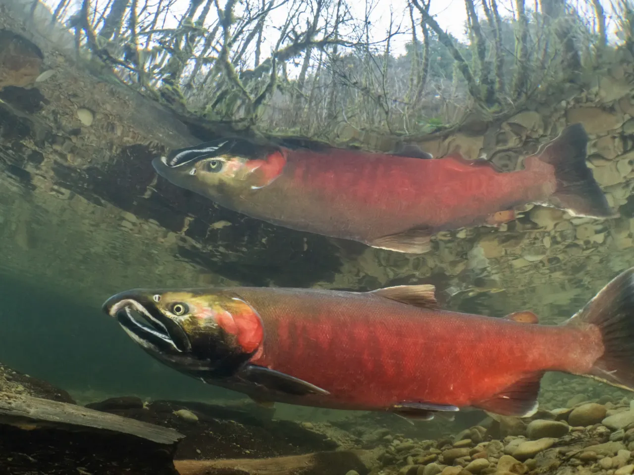 A photographer captures life in America’s last remaining old-growth forests 5 A male coho salmon migrates to its spawning waters in a small creek in Oregon’s Coast Range. Over a century of commercial logging has removed most of the old-growth trees from the region, resulting in riparian forests that are made up of much smaller trees. This lack of larger trees has had a major impact on forest and river ecosystems in the Northwest and remains as a major factor limiting in the conservation of federally protected fish, like coho salmon.