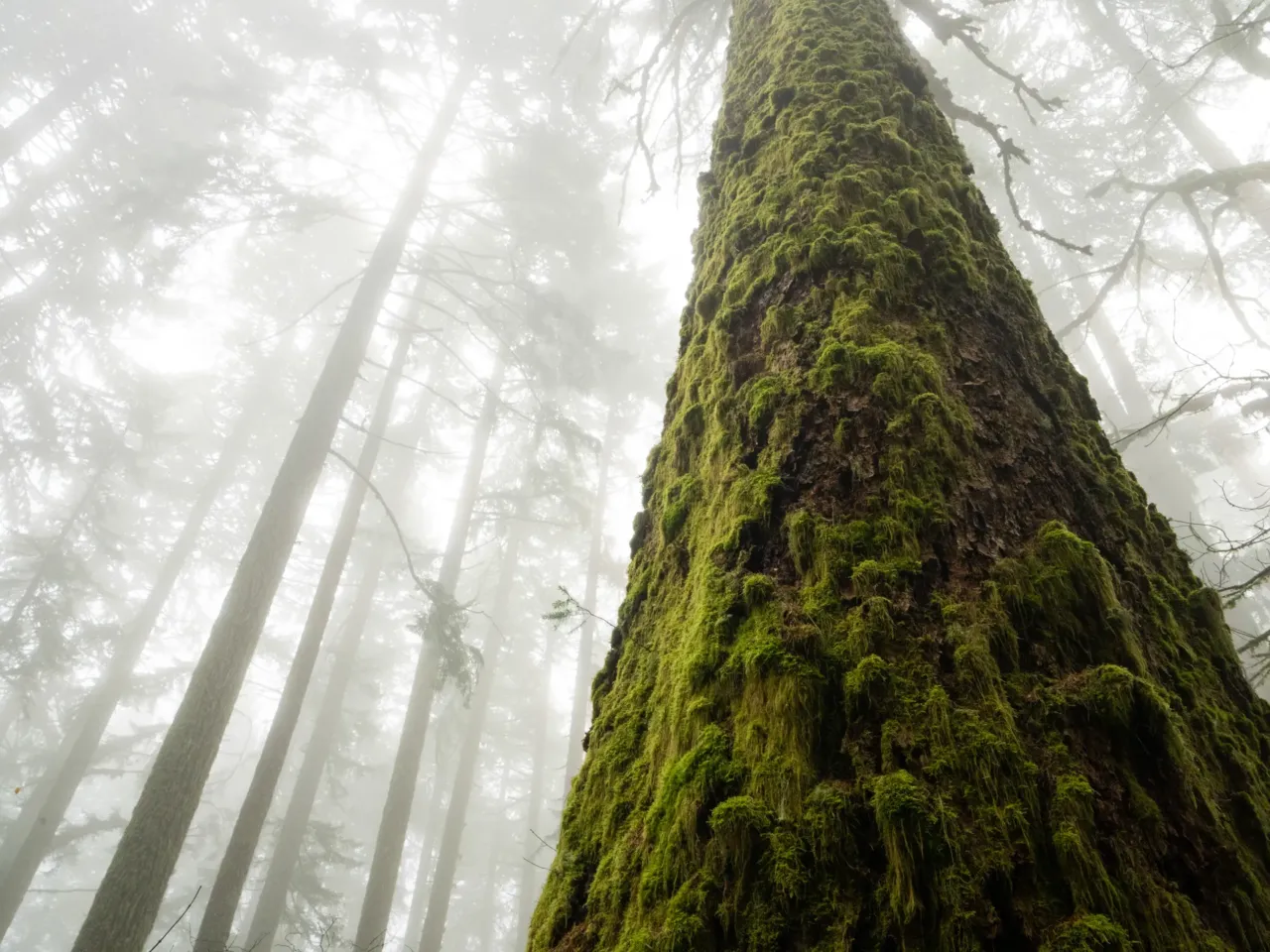 A photographer captures life in America’s last remaining old-growth forests 6 A giant Douglas Fir disappears into the fog in Oregon’s Coast Range. The temperate rainforests of western Oregon have some of the highest potential to capture carbon of any forest type in the world, storing an average of 1,127 metric tons per hectare.
