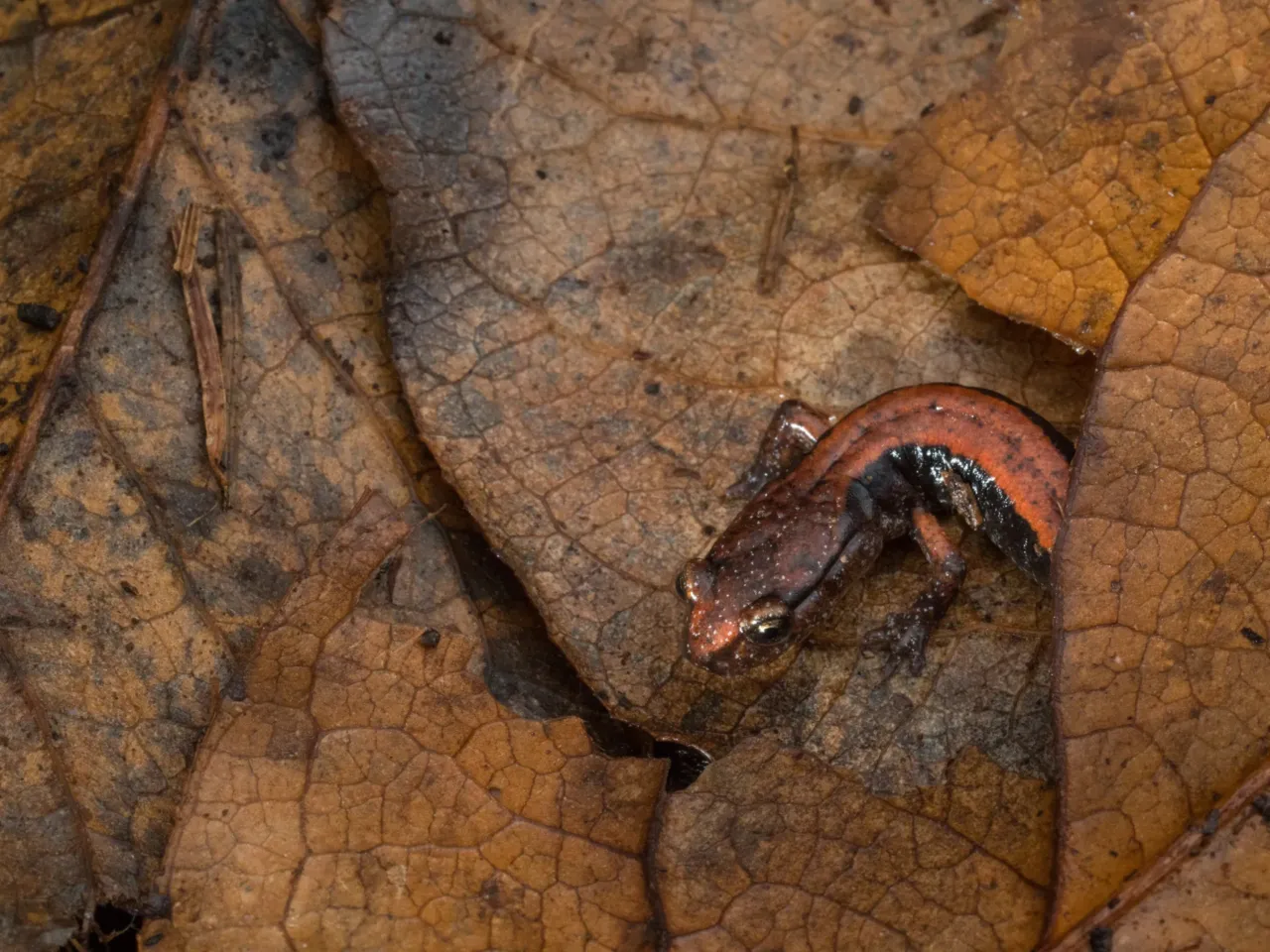A photographer captures life in America’s last remaining old-growth forests 7 A western red-backed salamander navigates the understory leaf litter in a mature forest in Oregon’s Coast Range. Researchers in the Northwest have found that woodland salamanders actually play an important role in carbon storage by feeding on invertebrates that release carbon.