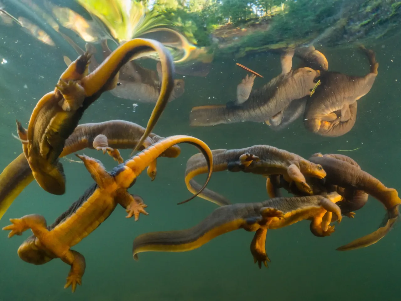 A photographer captures life in America’s last remaining old-growth forests 8 A group of rough-skinned newts interact with a breeding pair of newts in a small pond in Oregon’s Coast Range Mountains.