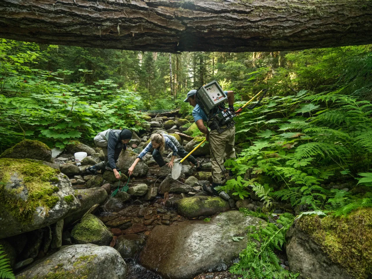 A photographer captures life in America’s last remaining old-growth forests 9 Biologists from Oregon State University survey for trout and amphibians in the H.J. Andrews Experimental Forest. Tucked in the Cascade Mountain Range in western Oregon, this long-term ecological research site is one of the most studied old-growth ecosystems on the planet and has laid the foundation for how we understand forests worldwide.