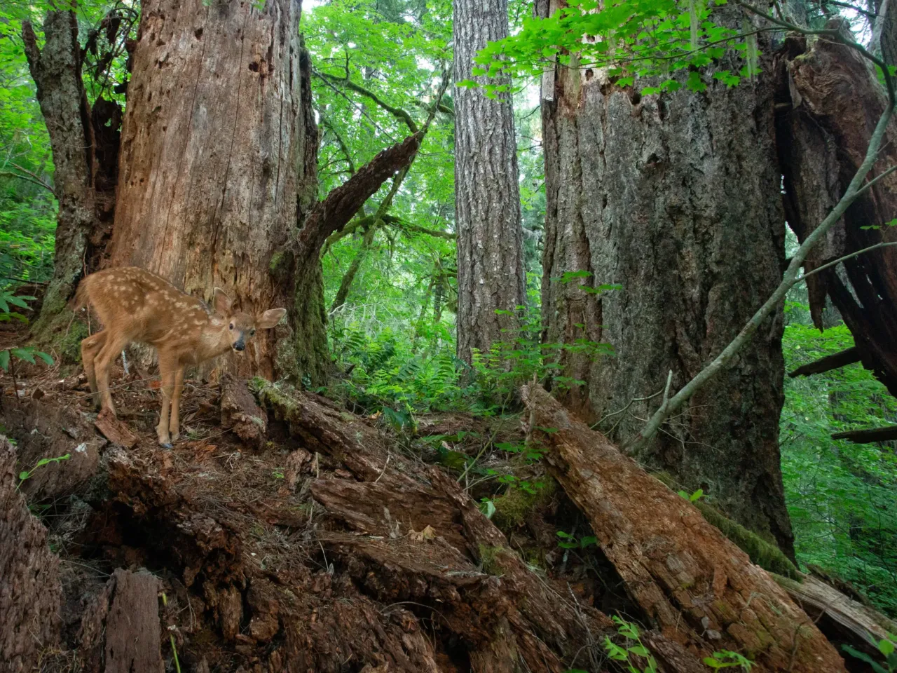 A photographer captures life in America’s last remaining old-growth forests 10 A young black-tailed deer blends in among a pair of decomposing Douglas fir snags in Oregon’s Coast Range. Providing critical habitat for over one hundred species, snags help create locations for nesting, shelter and foraging, and are an incredibly important component to healthy old-growth ecosystems.