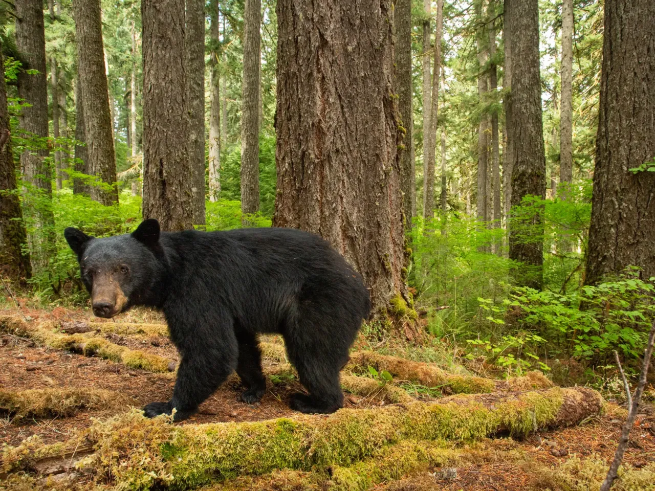 A photographer captures life in America’s last remaining old-growth forests 11 Navigating a maze of giant Douglas firs, a large black bear explores its home in one of the last old-growth stands left in Oregon’s Coast Range. These towering trees provide important habitat for bears, who use tree cavities as denning sites for their young and for hibernation.