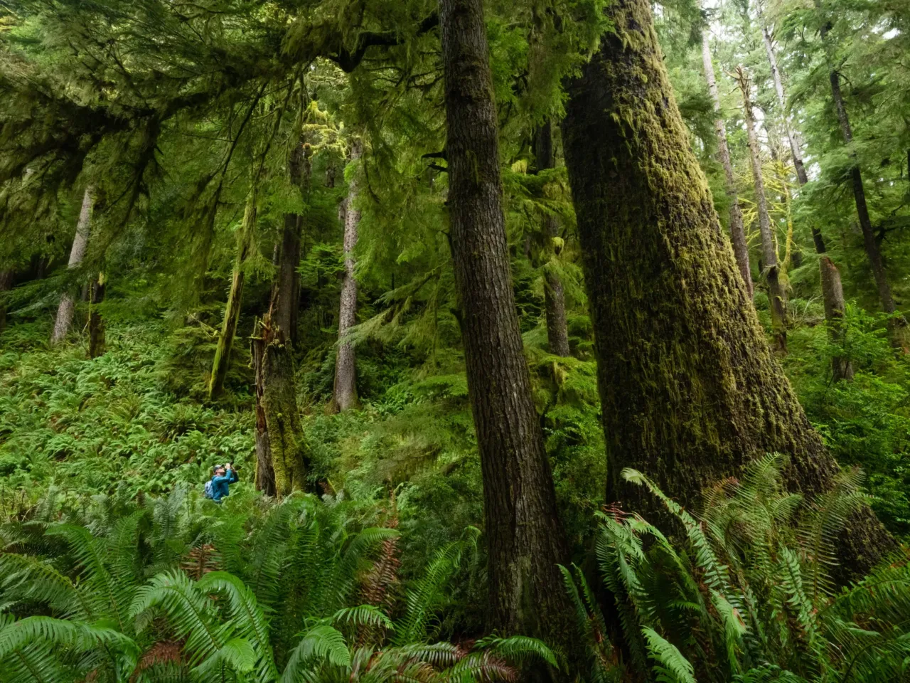 A photographer captures life in America’s last remaining old-growth forests 12 A hiker photographs a large western hemlock in an old-growth forest in Oregon’s Coast Range. Coastal forests in the region have some of the highest carbon-storing potential of any forest type in the world.