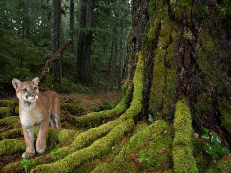 A photographer captures life in America’s last remaining old-growth forests