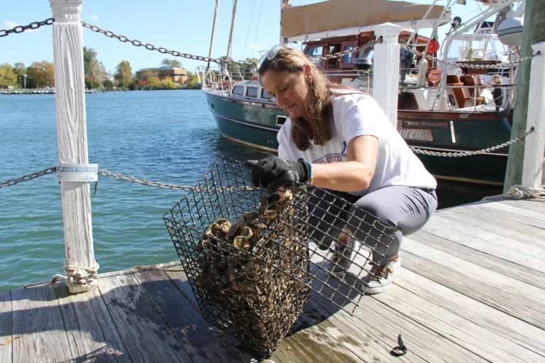 Federal grant to help bring a million baby oysters to the Hampton River