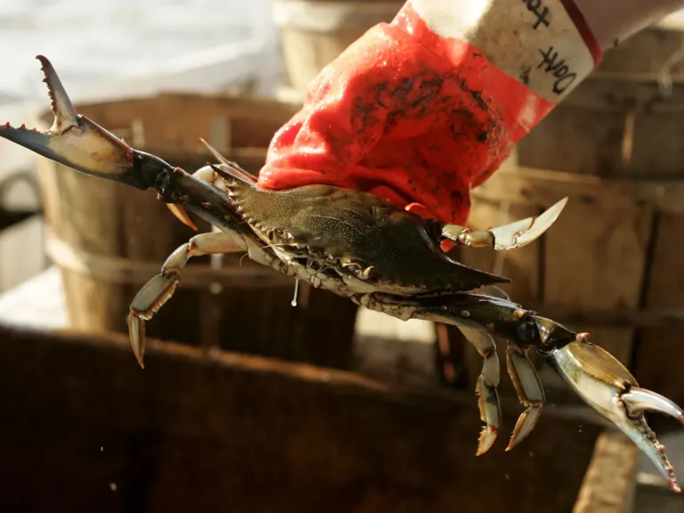 Winter crabbing strained Chesapeake Bay’s blue crab population. It may soon resume