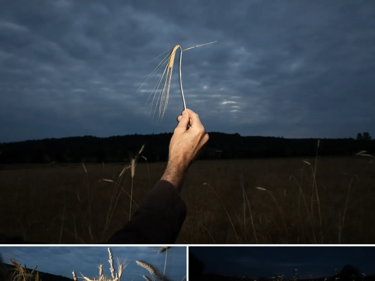 Fourteen different grains are grown on Chimicum Valley Grainery's 150 acres, including (clockwise from top) barley, buckwheat and a hard white wheat produced by the Breadlab called Aslaug. The varieties they grow have withstood extreme weather in recent years, from record-breaking heat to extreme precipitation.