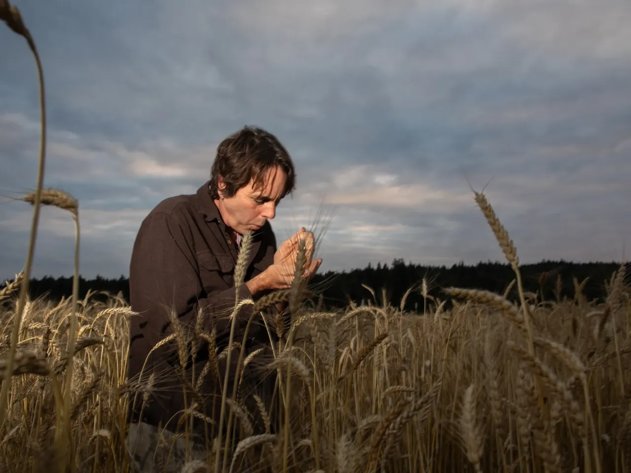 Keith Kisler inspects a field of wheat at the Chimicum Valley Grainery Chimacum, Wash., in a narrow, lush valley on the Olympic Peninsula.