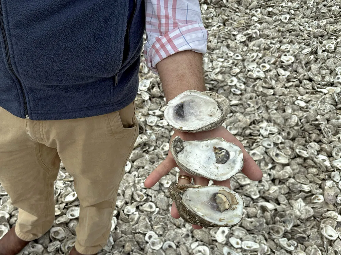 Creative ways communities are reducing food waste 1 P.J. Waters shows oyster shells with varying levels of decayed materials in Gulf Shores, Alabama, on Feb. 9, 2024. After curing, the shells are used for other programs to help oyster populations, such as the oyster gardening program.