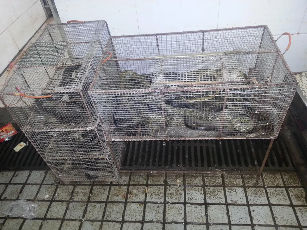 New research points to raccoon dogs in Wuhan market as pandemic trigger. It's controversial 1 Exotic wildlife for sale at the southwest corner of the Wuhan wet market.