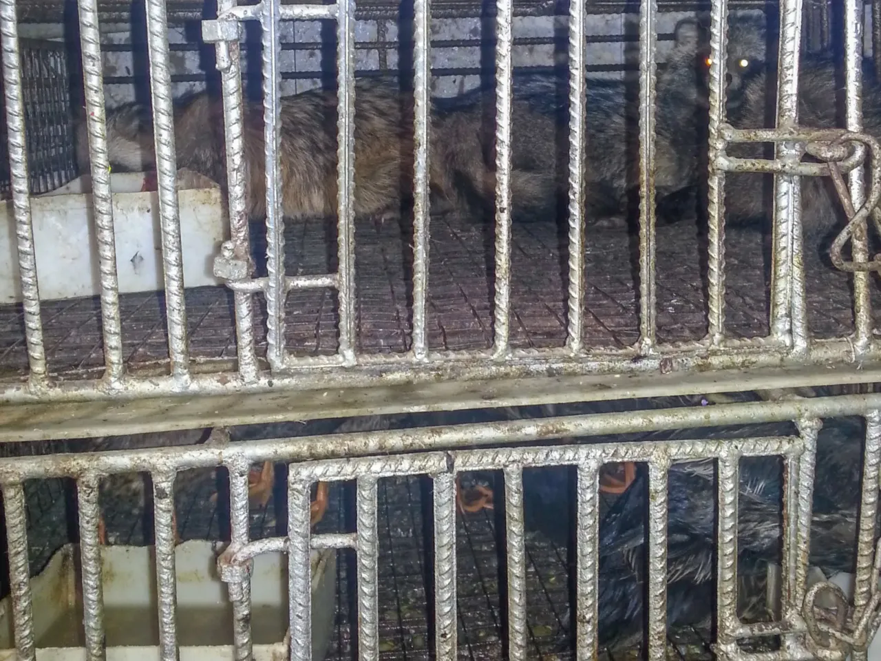 New research points to raccoon dogs in Wuhan market as pandemic trigger. It's controversial 2 Raccoon dogs held in cages for sale at Stall A in the Wuhan wet market. The photo is from Oct. 29, 2014.