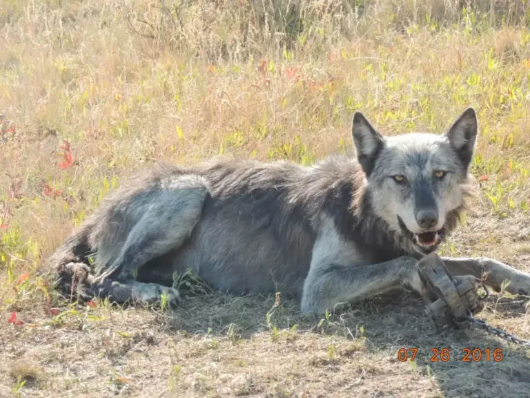 ‘That’s a bloodbath’: How a federal program kills wildlife for private interests