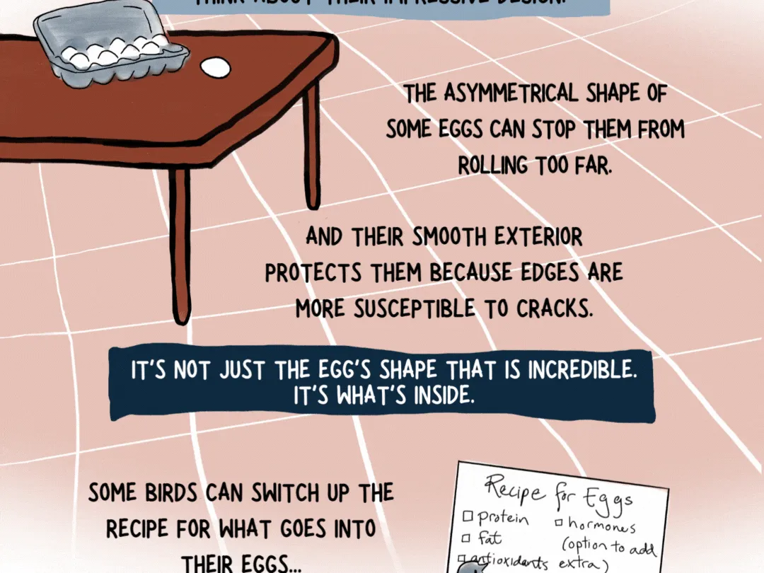 The wild science (and drama) of bird families 3 140201 page 3 web 3