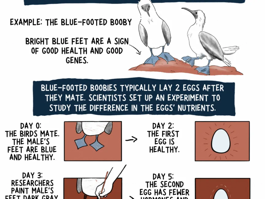 The wild science (and drama) of bird families 5 140203 page 5 web 4