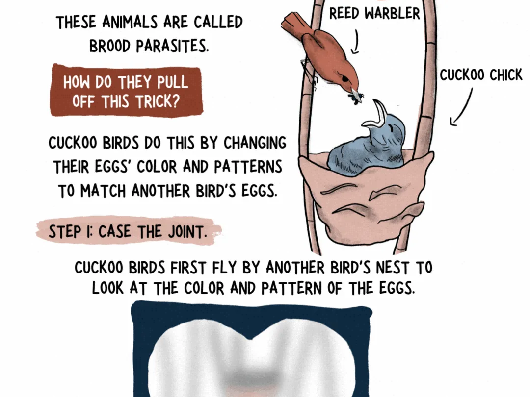 The wild science (and drama) of bird families 6 140204 page 6 web 2