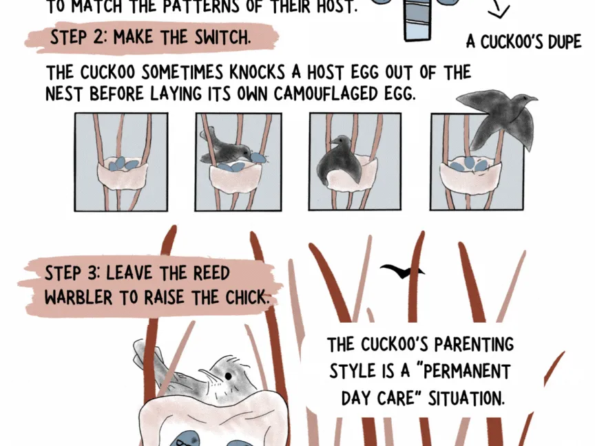 The wild science (and drama) of bird families 7 140205 page 7 web 6