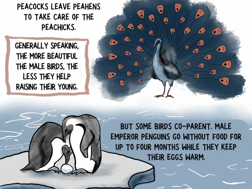 The wild science (and drama) of bird families 8 140206 page 8 web 7