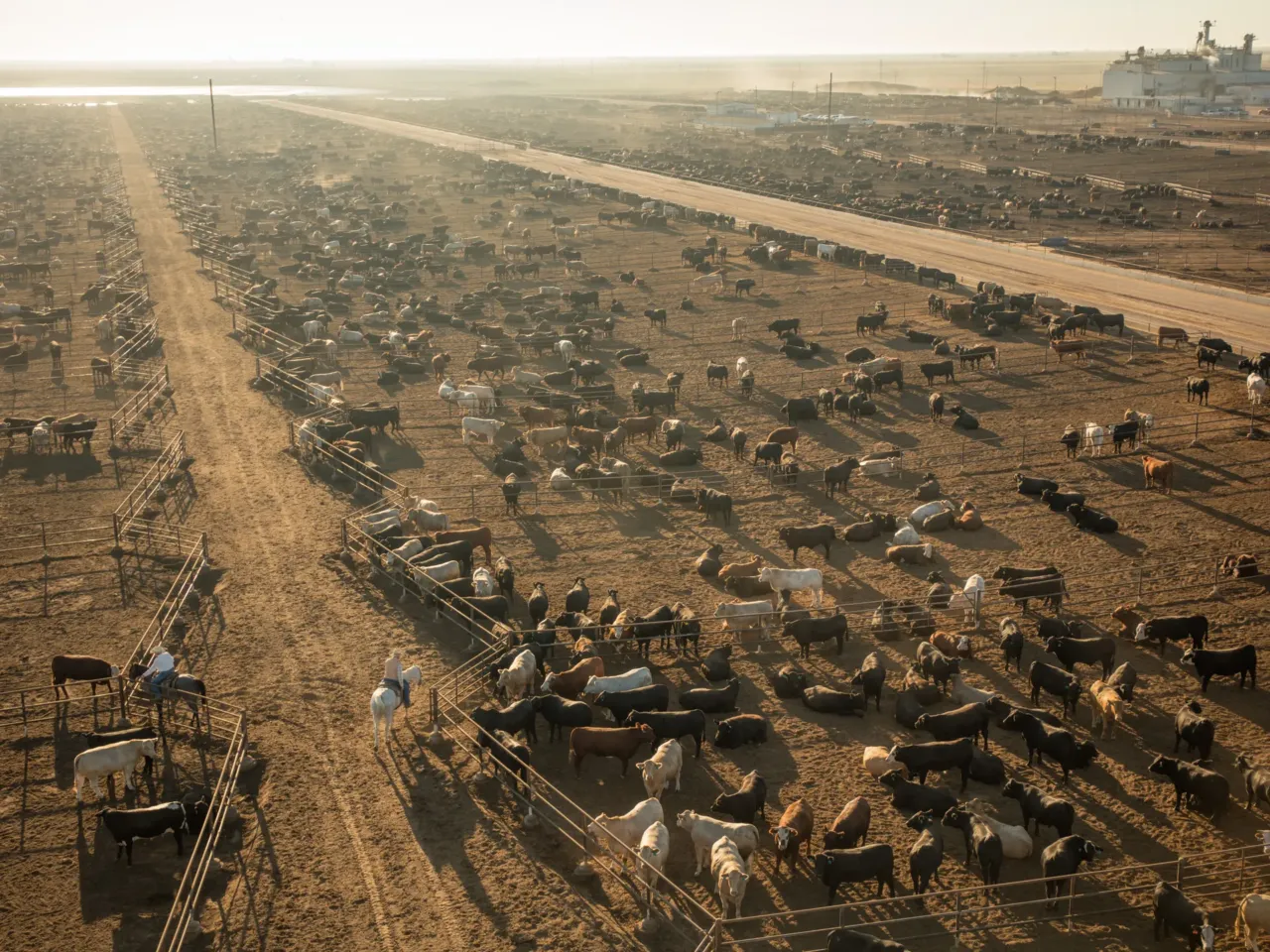 PHOTOS: A drone's eye view of 'foodscapes,' from cattle to soybeans to shrimp 5 The Wrangler Feedyard in Tulia, Texas, houses about 50,000 head of cattle.