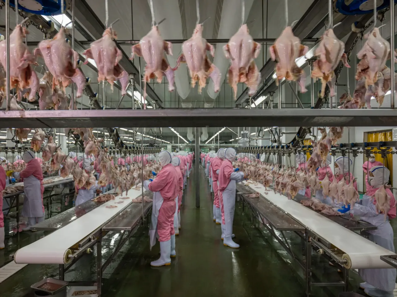 PHOTOS: A drone's eye view of 'foodscapes,' from cattle to soybeans to shrimp 6 A chicken factory in China.