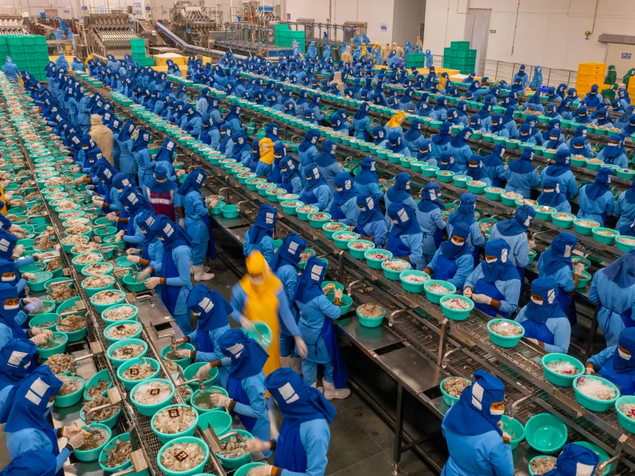 PHOTOS: A drone's eye view of 'foodscapes,' from cattle to soybeans to shrimp 7 Working one shrimp at a time, women at Avanti Frozen Foods in Yerravaram, Andhra Pradesh, India, can de-shell and de-vein up to 44 tons of farmed shrimp per day from the company's 1,600 acres of shrimp ponds. Avanti is one of the largest shrimp exporters in India, which dominates the global shrimp export market. About 75% of its frozen shrimp is exported to the United States; Costco is a major customer. Shrimp is the most valuable traded marine product in the world, with an estimated market value of nearly $47 billion in 2022. More than half of that shrimp comes from farms instead of the sea. In 2017, researchers calculated that it took about 0.8 pounds of wild fish — converted to fish oil and fish meal mixed with plant-based food — to make 1 pound of farmed shrimp.