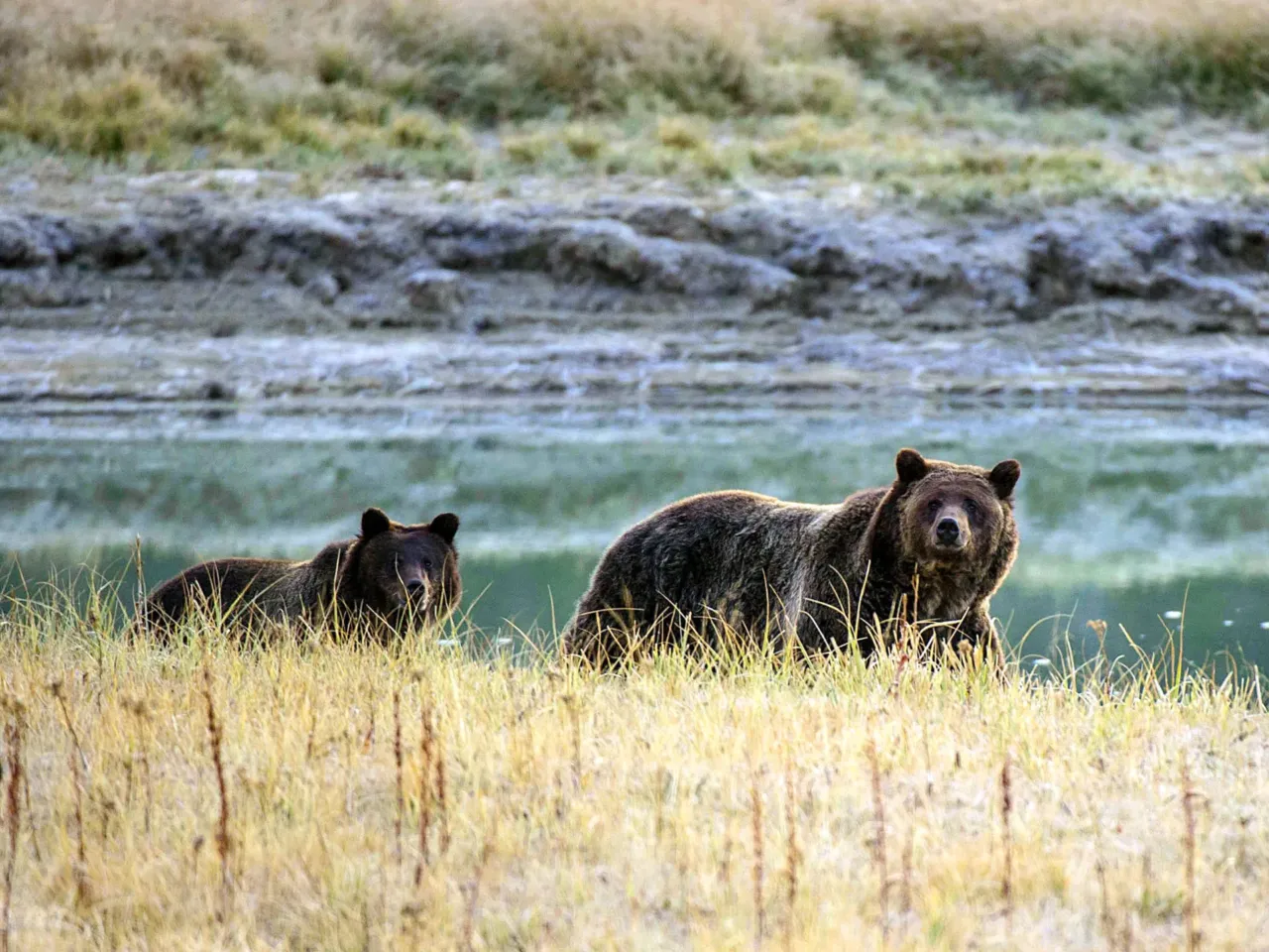 In a year of tough news, these are some of the stories that made us smile in 2024 1 A grizzly bear mother and her cub in the Yellowstone National Park in Wyoming.