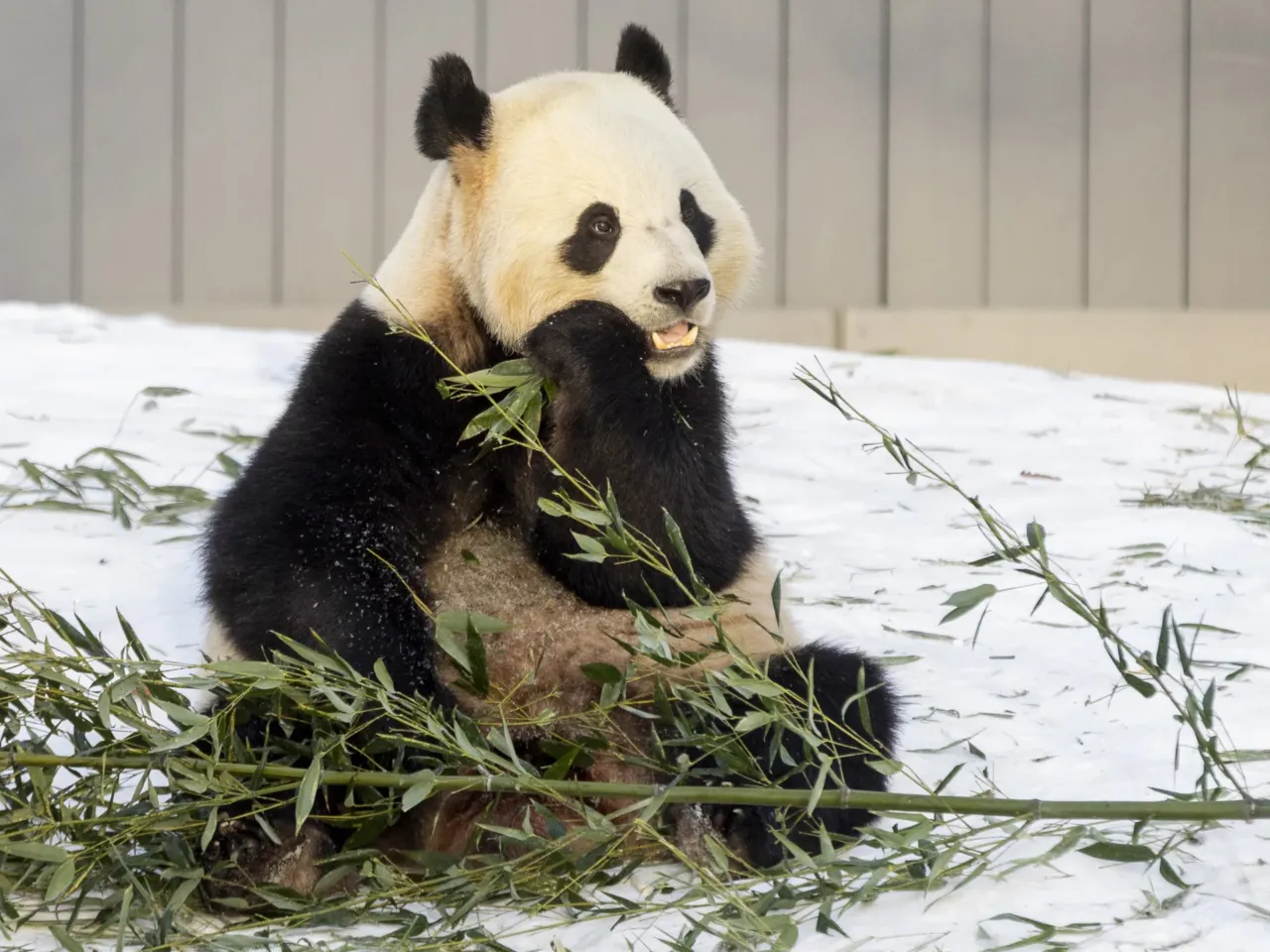 Bao Li, one of the Smithsonian National Zoo's Giant Pandas, chomps on bamboo on Friday, Jan. 24, 2025, in Washington D.C.