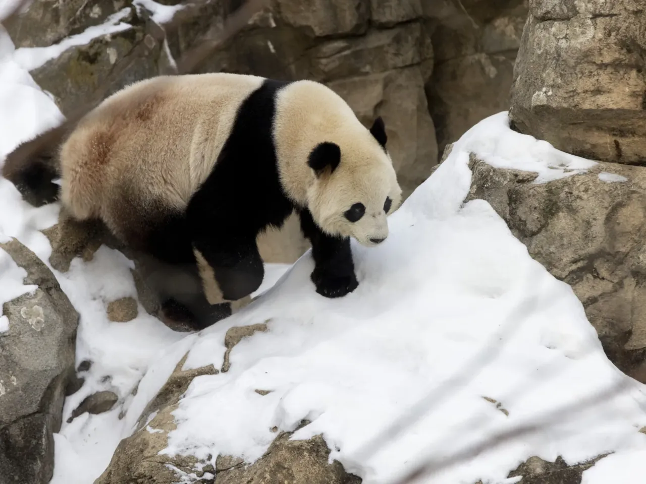 Giant panda Bao Li traverses a snowy enclosure on Friday, Jan. 24, 2025, at the Smithsonian's National Zoo. The pair arrived in Washington D.C. — aboard the fittingly nicknamed "Panda Express" — from China back in October. But, they could only occasionally be glimpsed until this week.