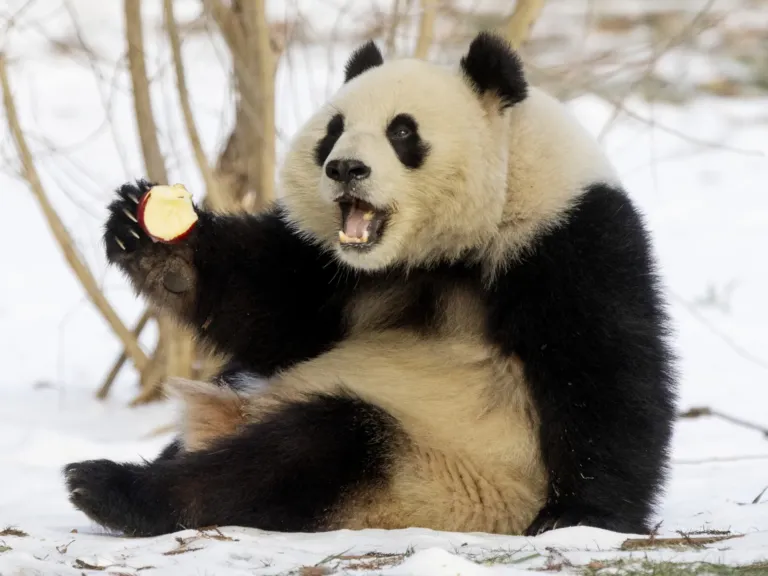Photos: See the pandas’ official return to the National Zoo