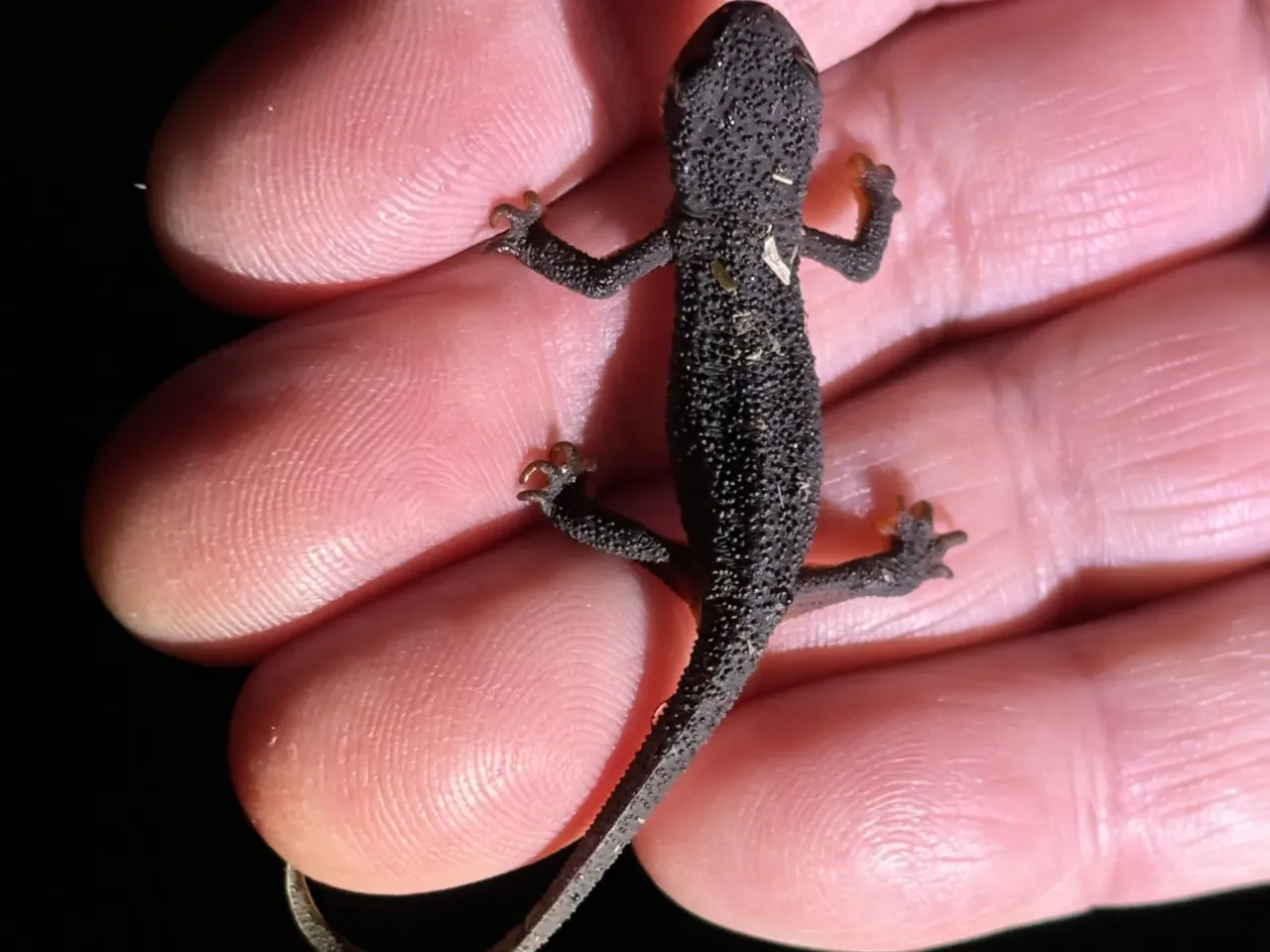 How did the newt cross the road? With the help of the Chileno Valley Newt Brigade! 1 A baby newt in northern California, 2024.