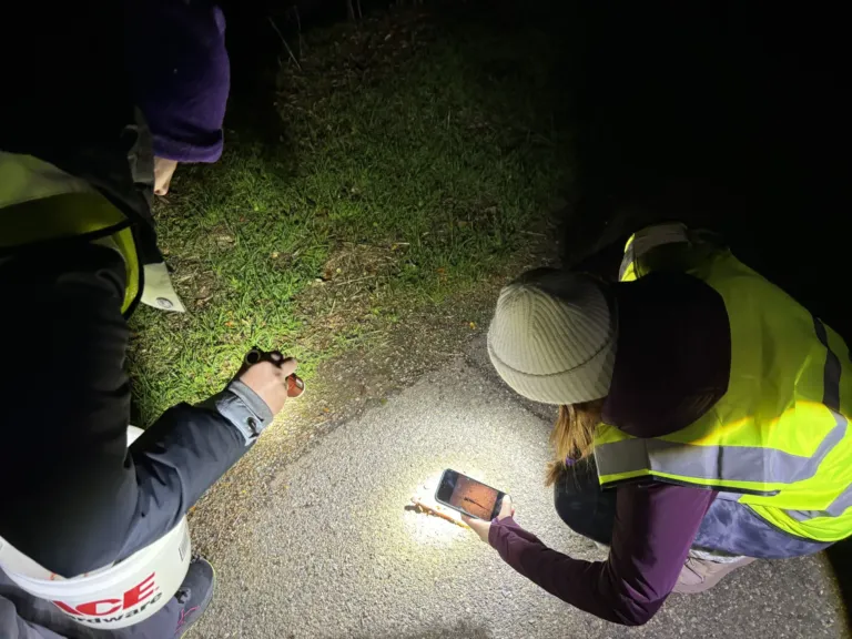 How did the newt cross the road? With the help of the Chileno Valley Newt Brigade!
